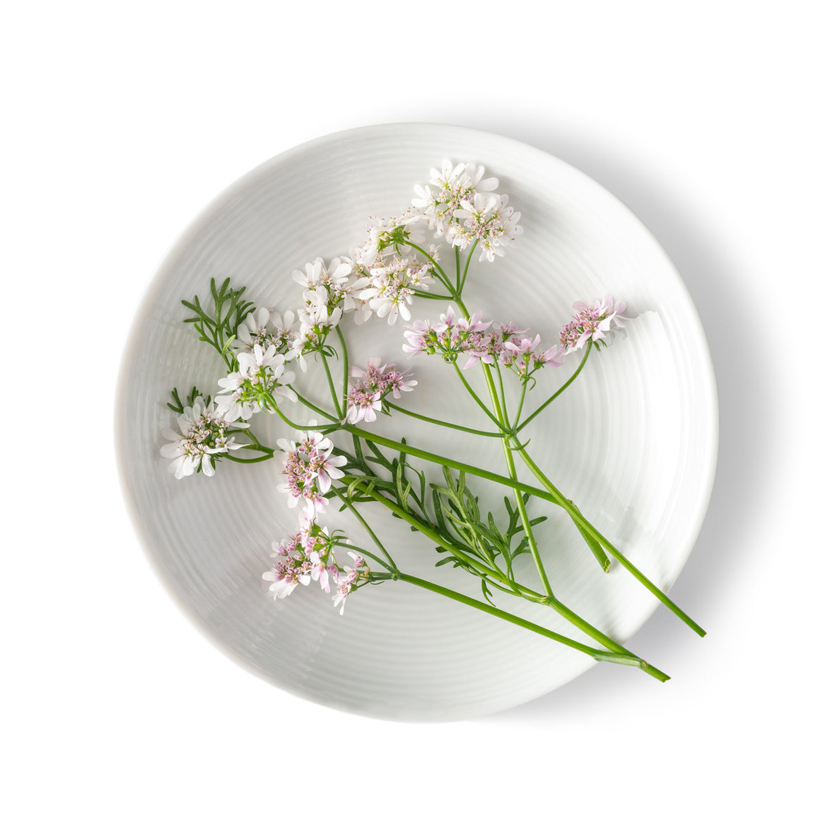 Cilantro Flowers