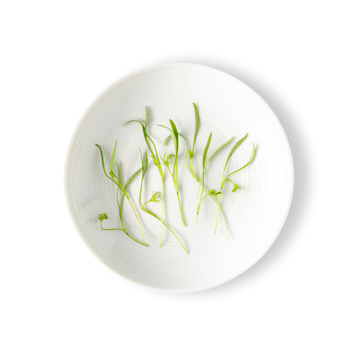 Micro Dill