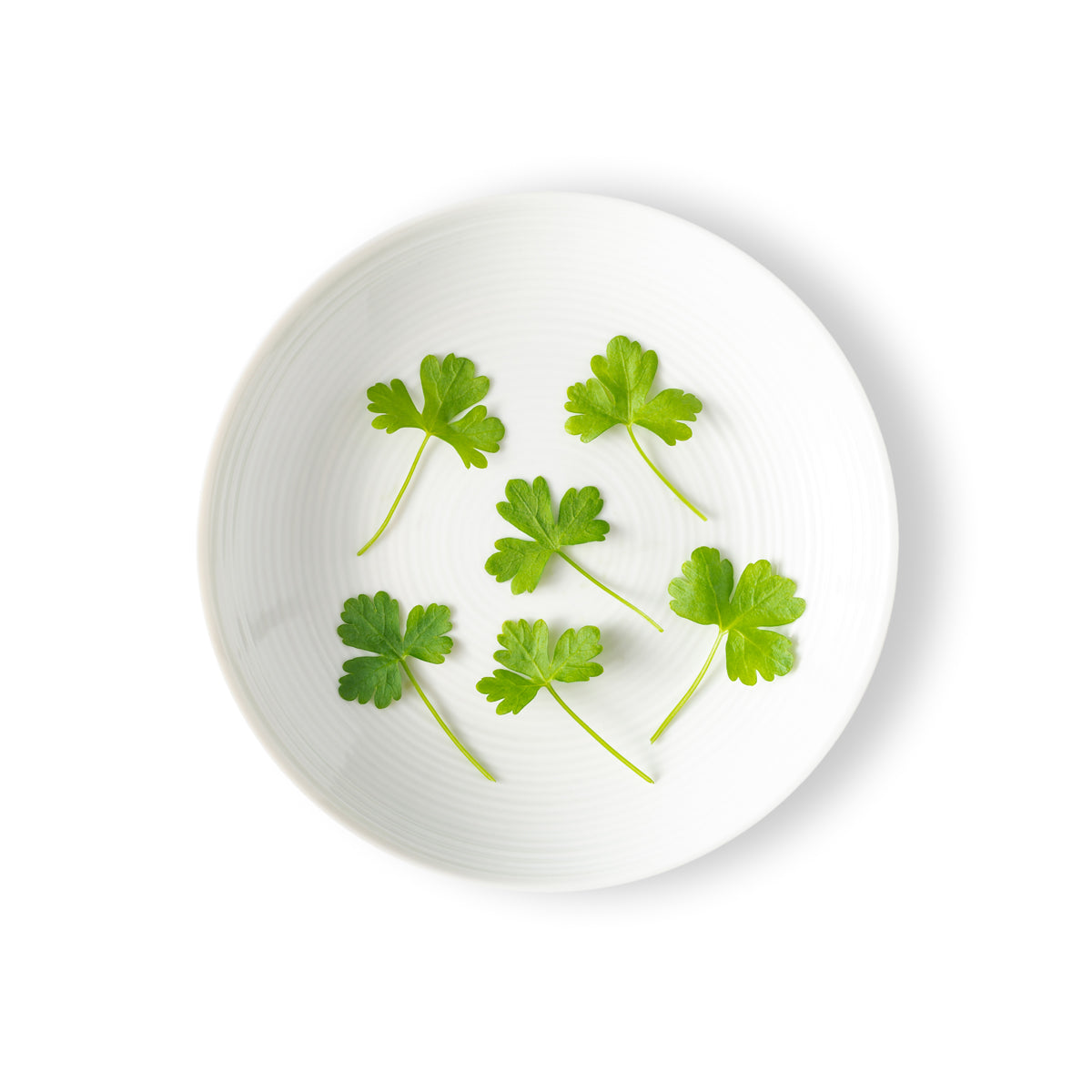 Micro Parsley