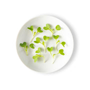 Micro Mustard Dijon