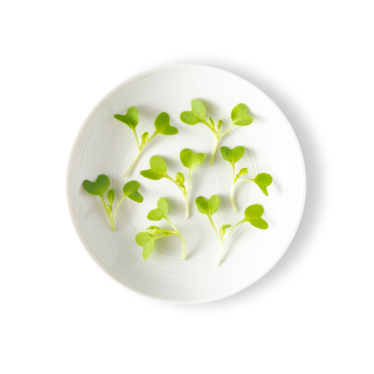 Micro Mustard Dijon