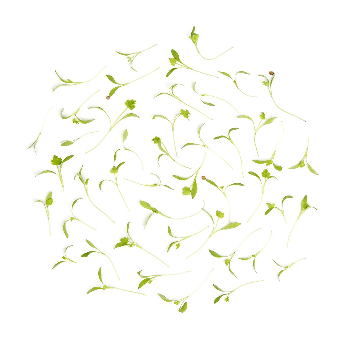 Micro Cilantro