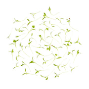 Micro Cilantro