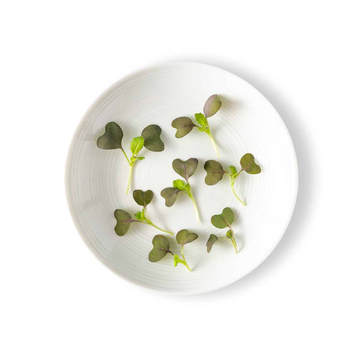 Micro Red Mustard