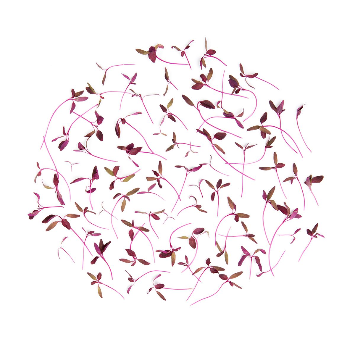 Micro Amaranth