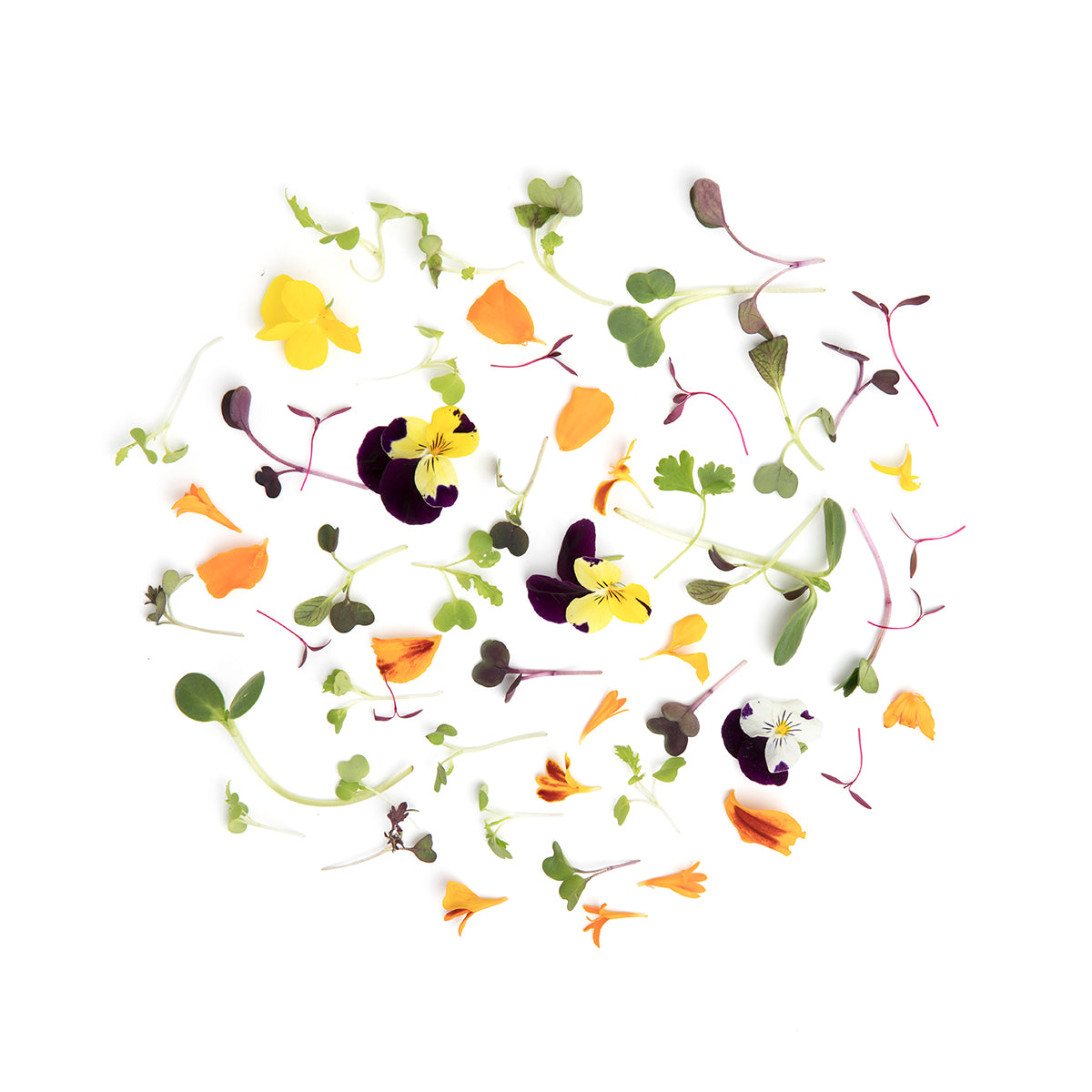 Micro Celebration Mix