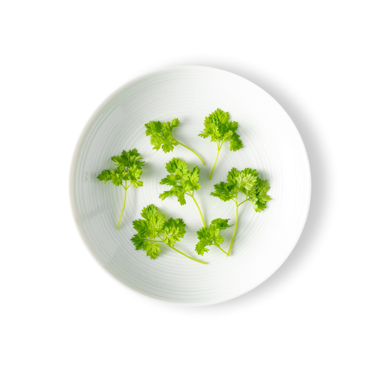 Micro Chervil