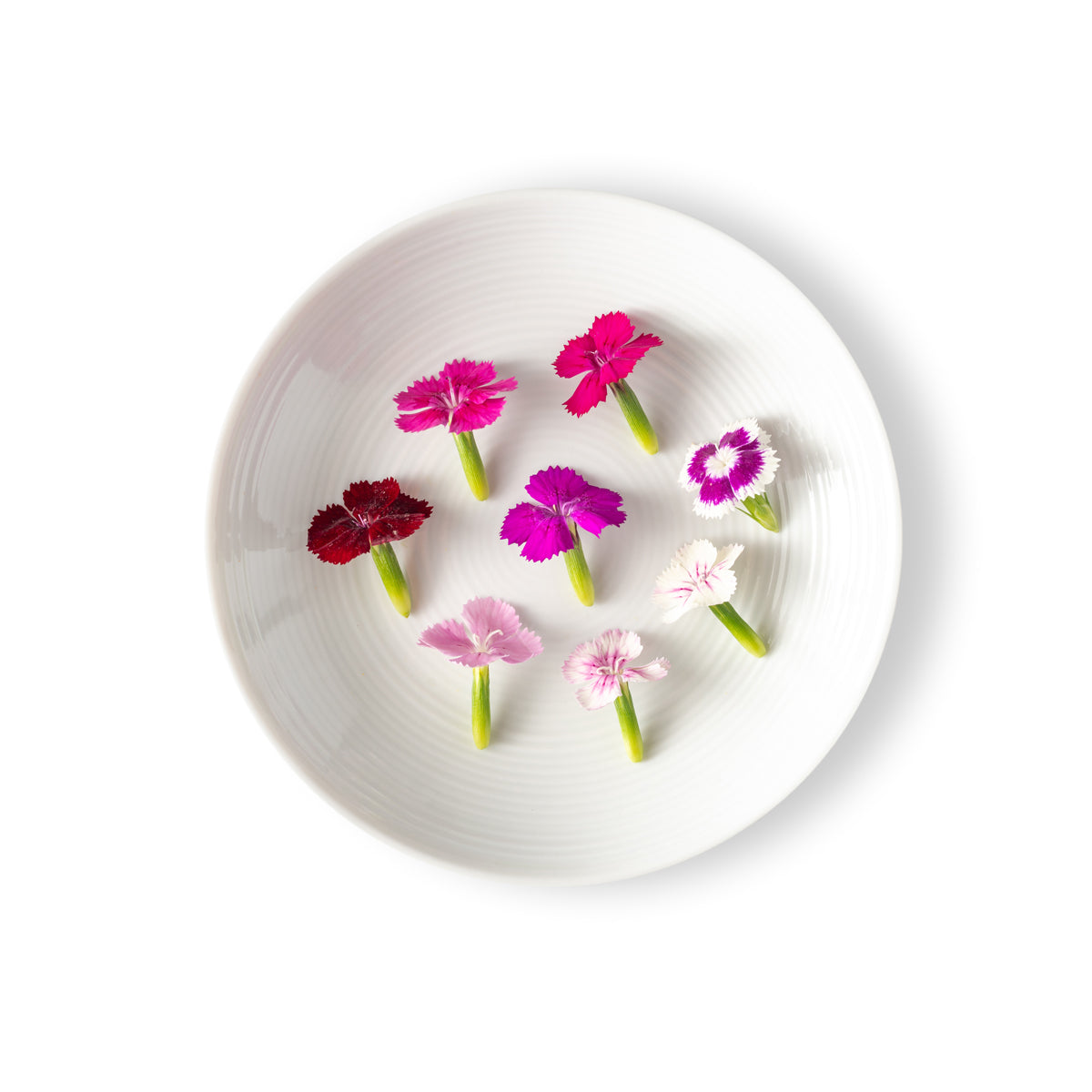 Micro Dianthus Flowers