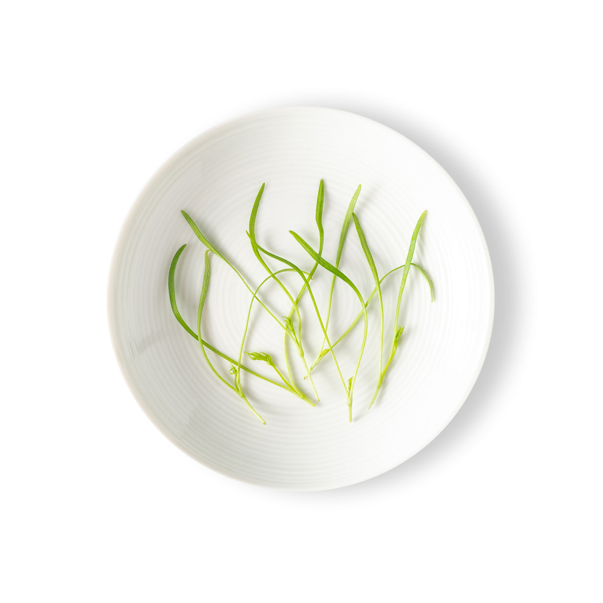 Micro Fennel