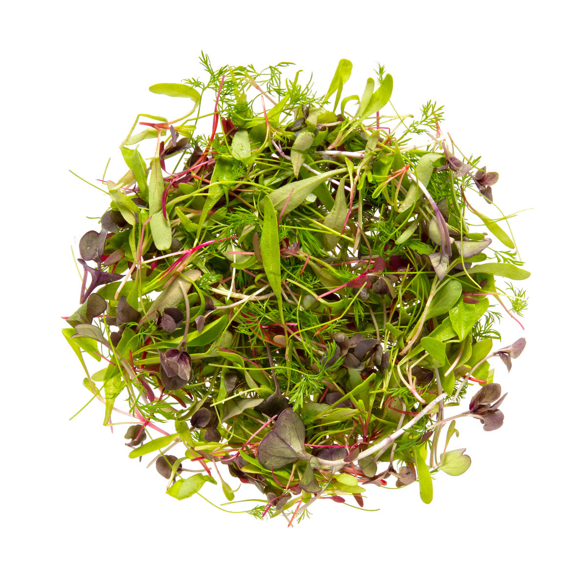 Organic Micro Gourmet Garnish Blend