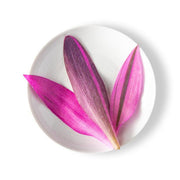 Endive Violet Flash Leaves