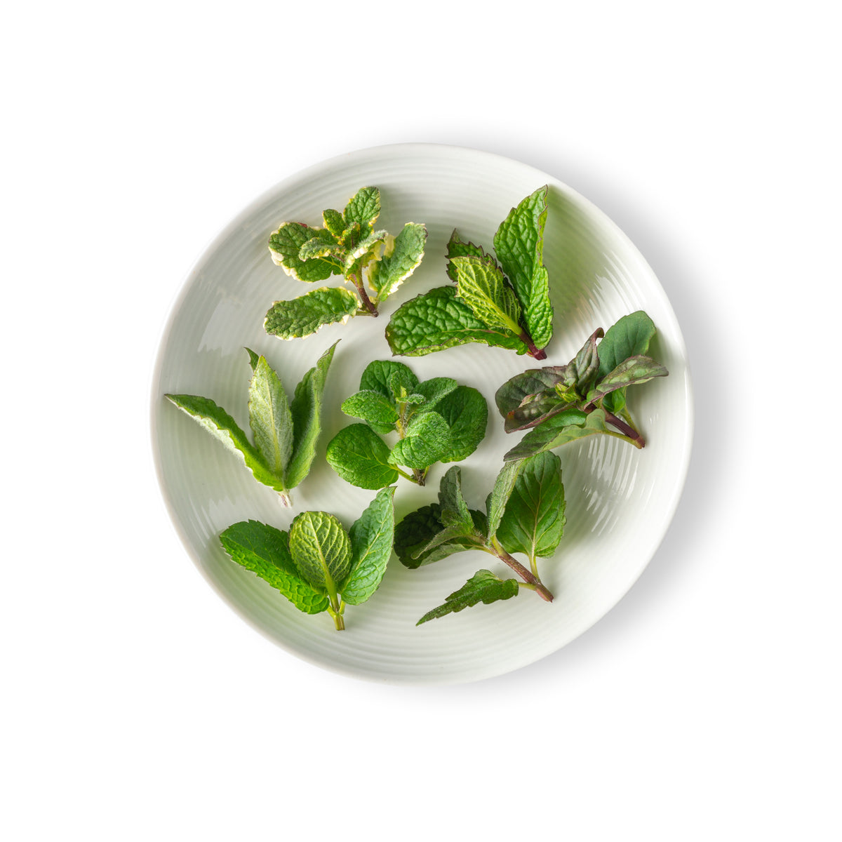 Micro Mint Tops Mix