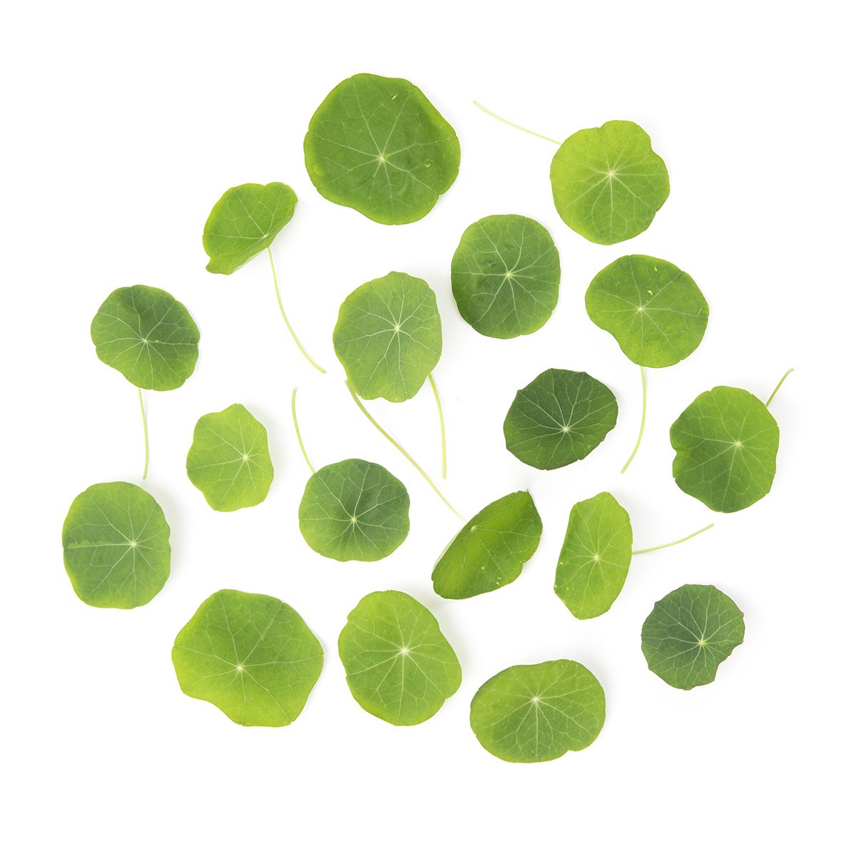 Nasturtium Leaves
