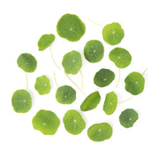 Nasturtium Leaves