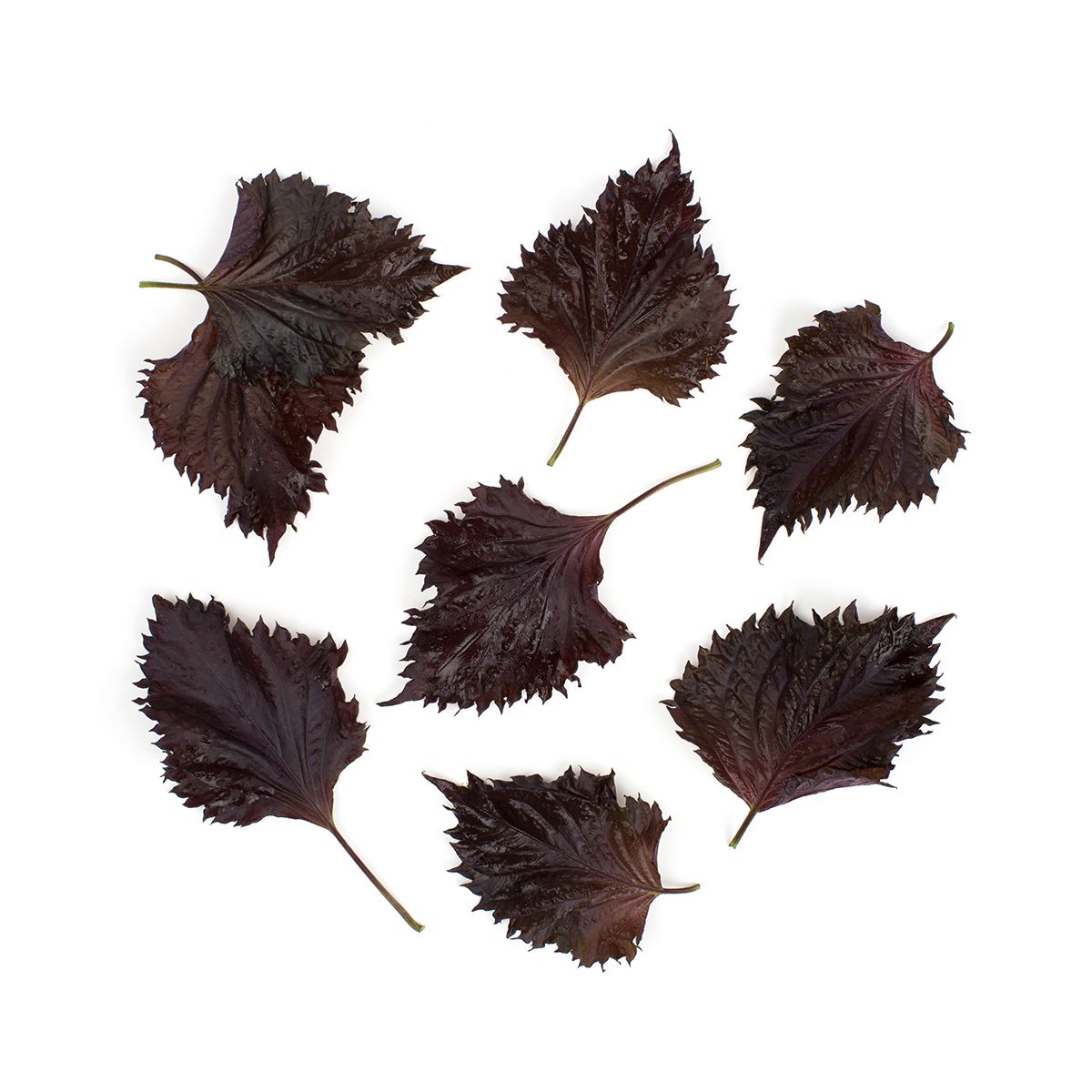 Red Shiso Leaves