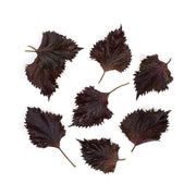Red Shiso Leaves