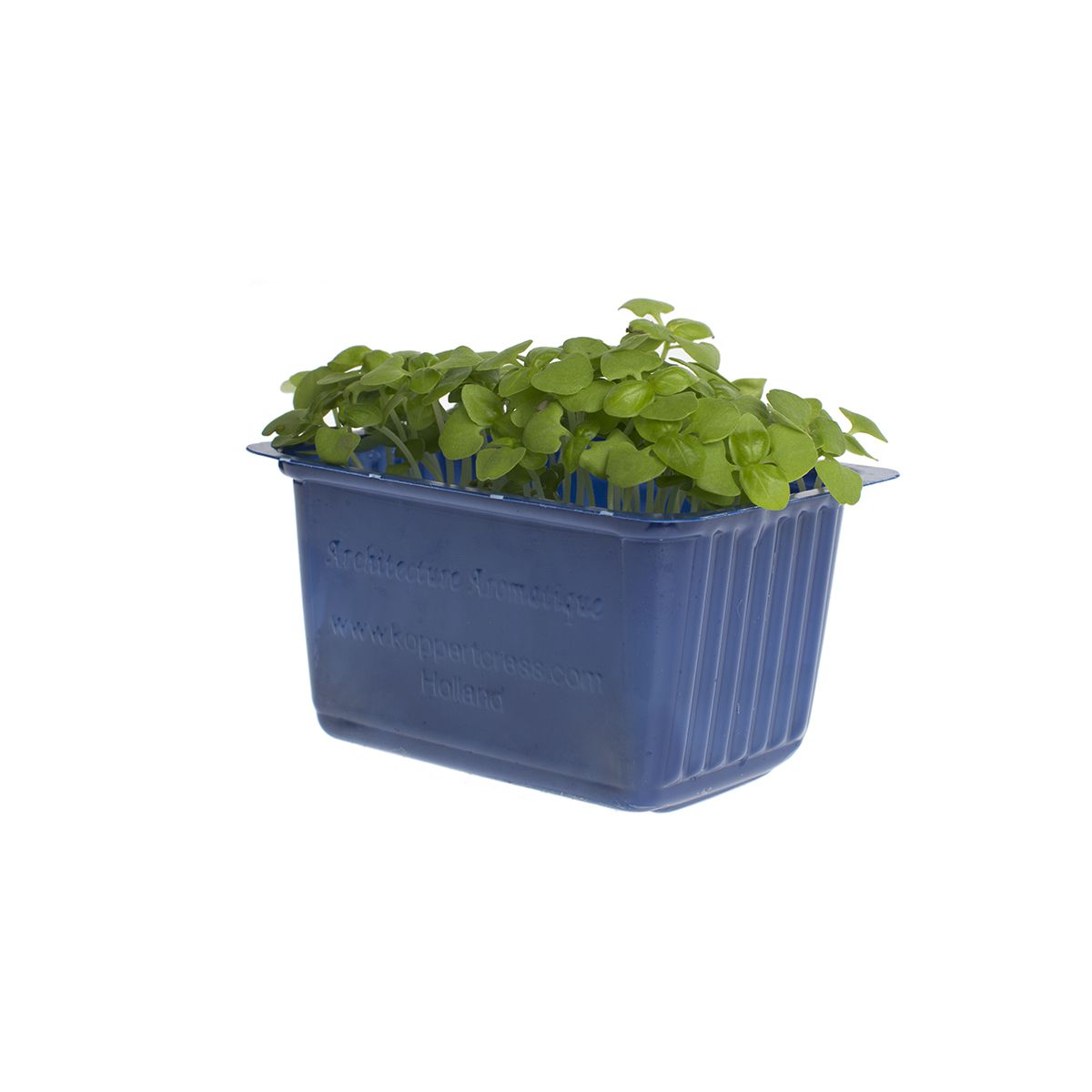 Basil Living Cress