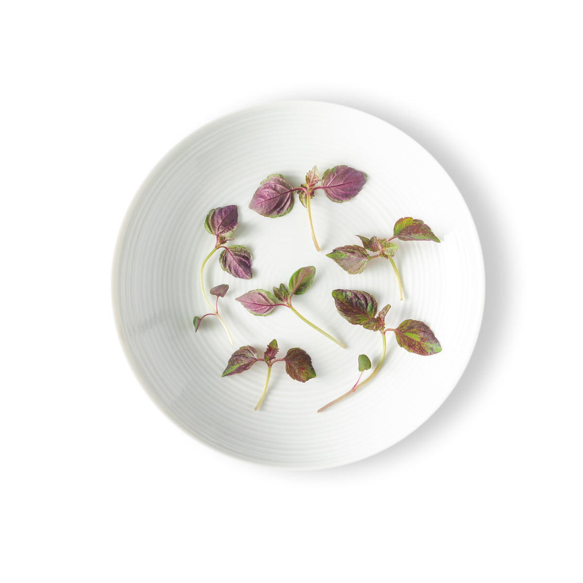 Micro Red Shiso
