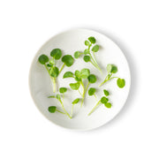 Micro Watercress Green