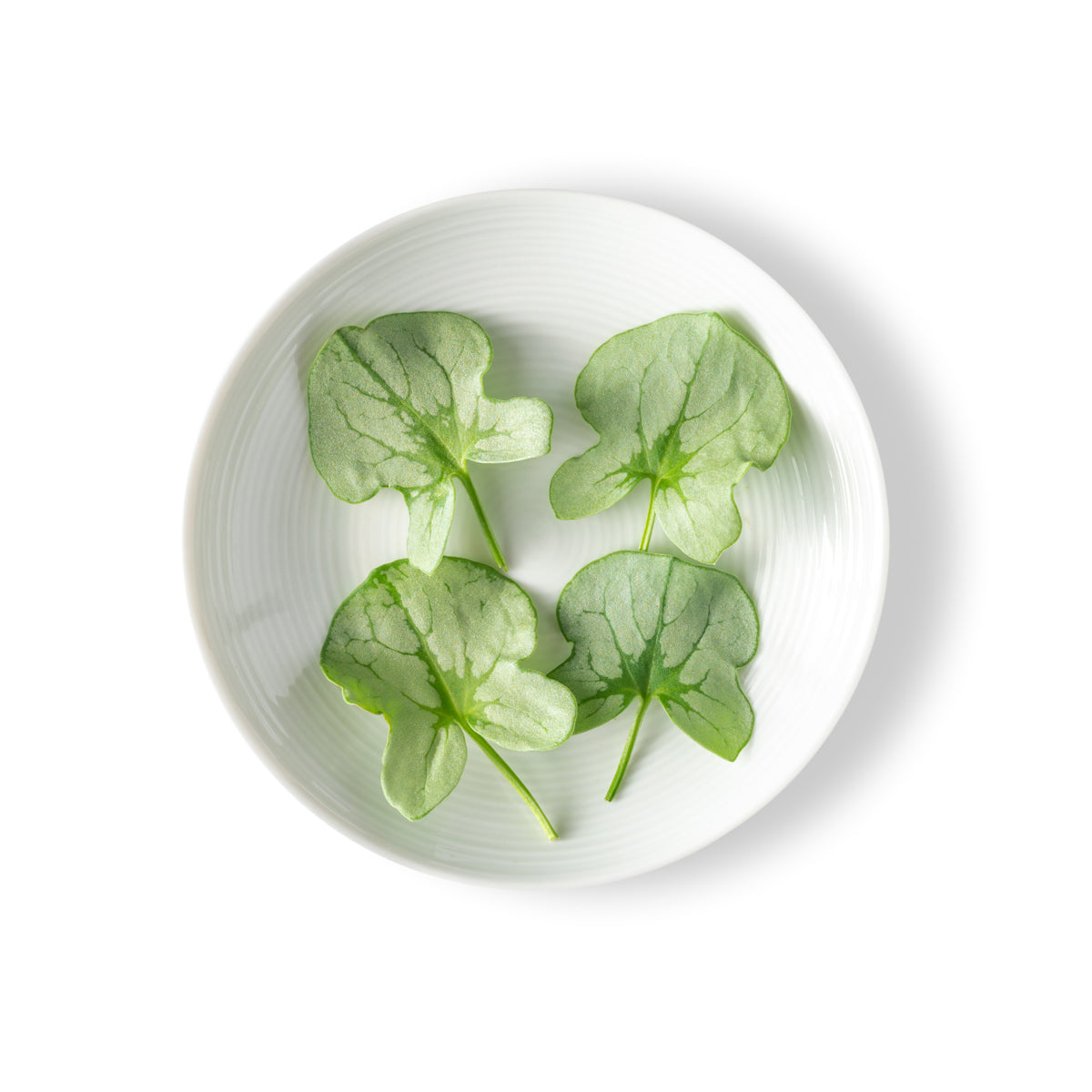 Silver Sorrel Leaves
