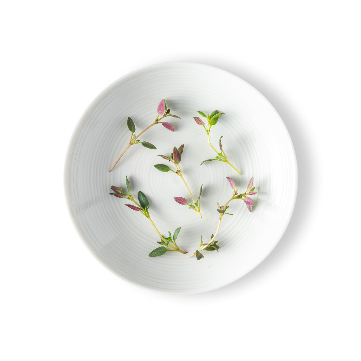Micro Thyme
