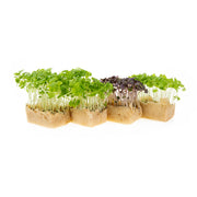 Micro Basil Trio Living Cress