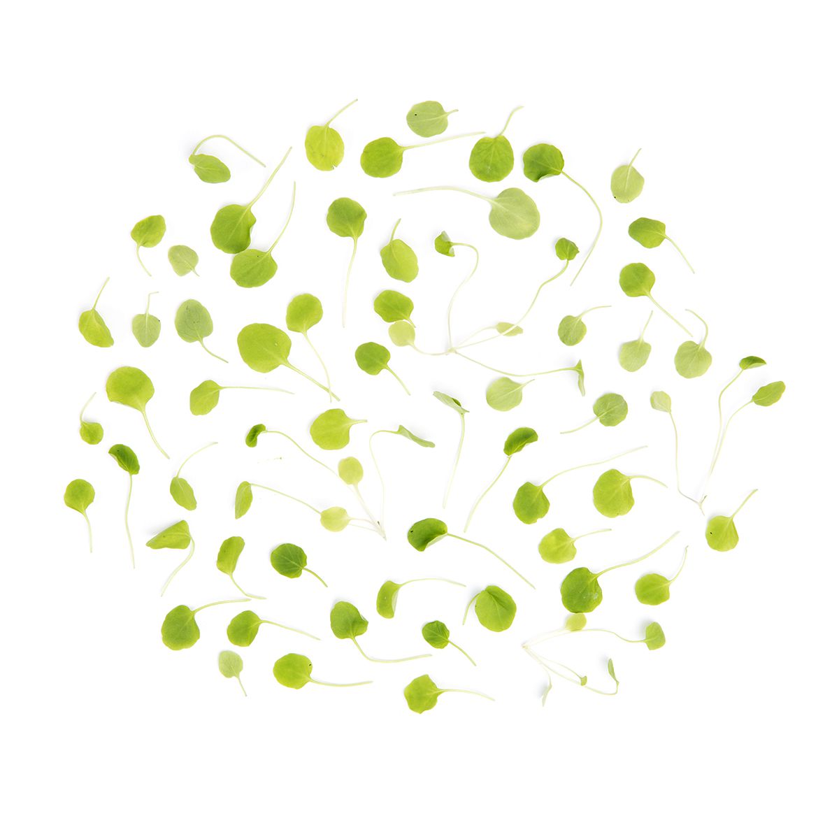 Micro Watercress