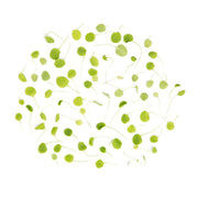 Micro Watercress