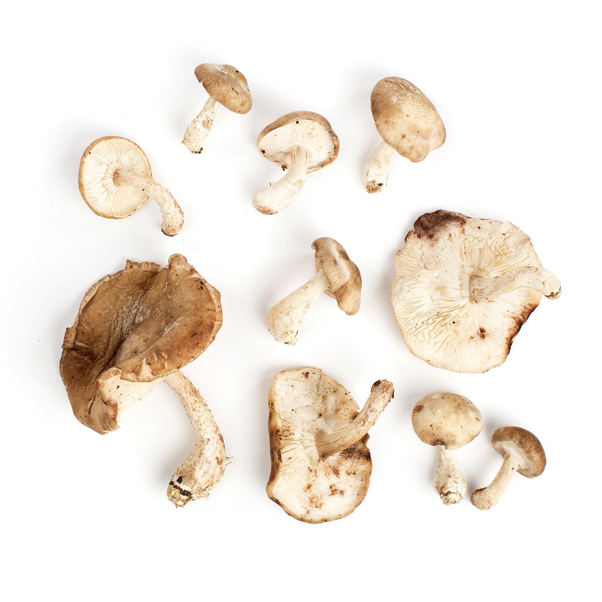 Organic Shiitake A Mushrooms