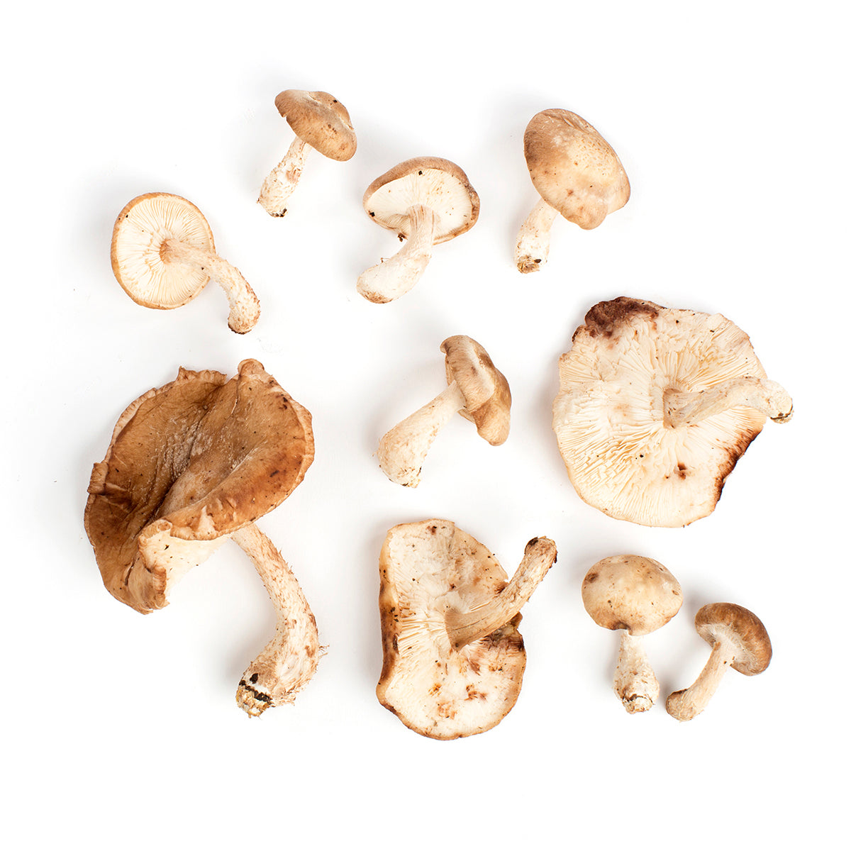 Organic Shiitake Mushrooms