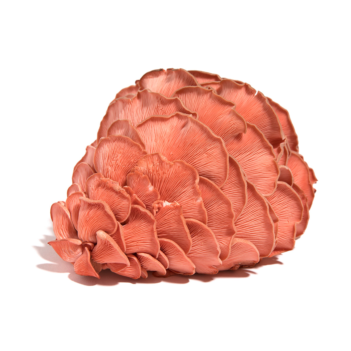 Pink Oyster Mushrooms