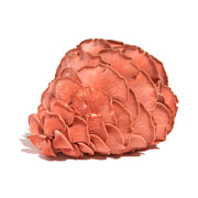 Pink Oyster Mushrooms