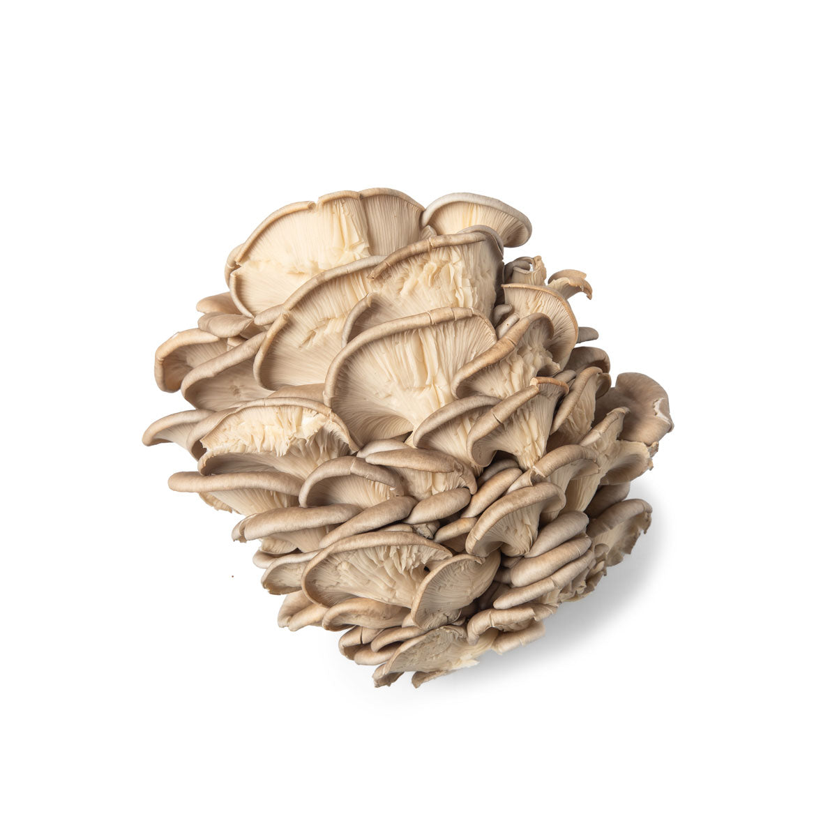 Oyster Mushrooms