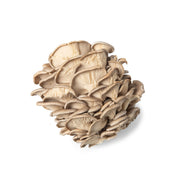 Oyster Mushrooms