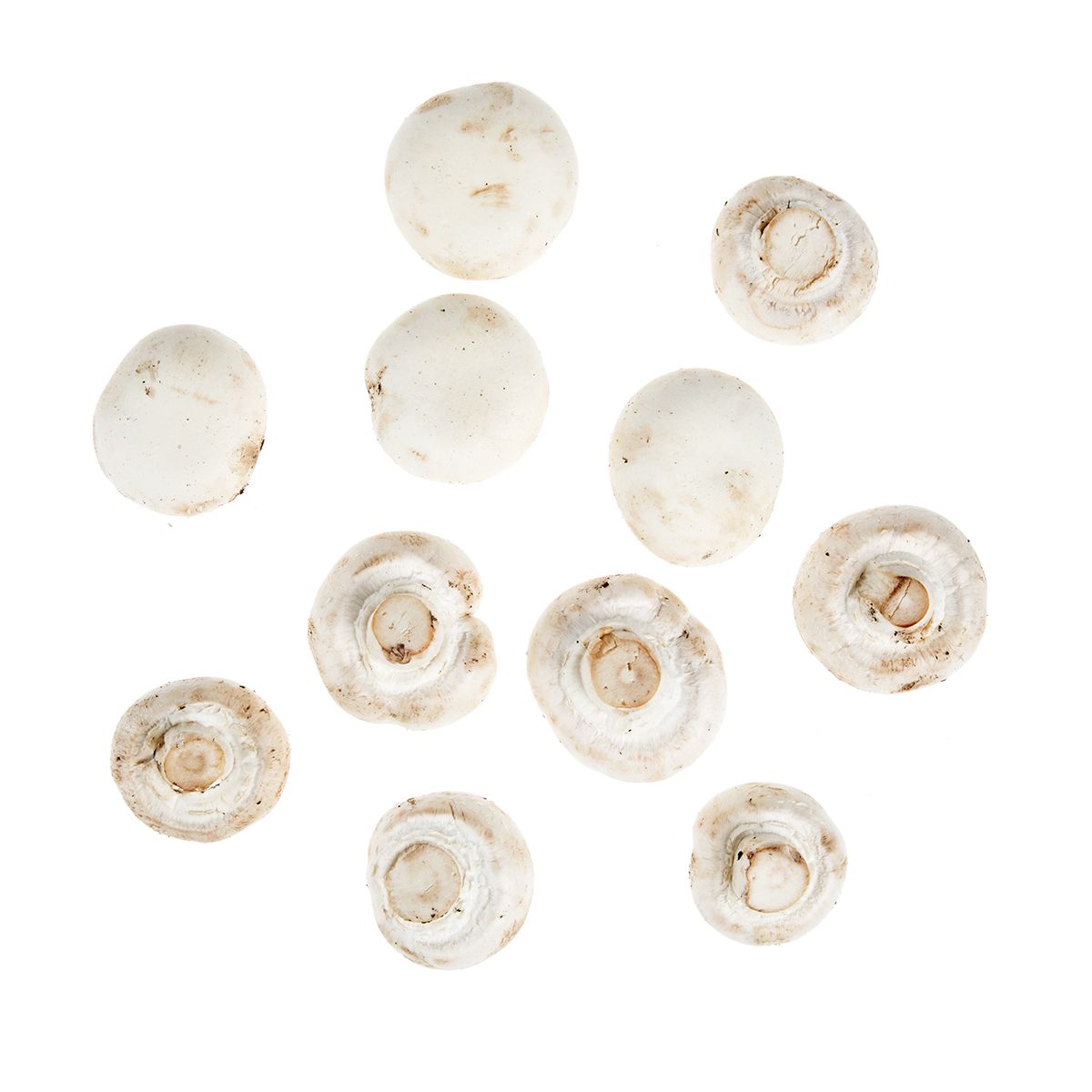 White Silver Dollar Mushrooms