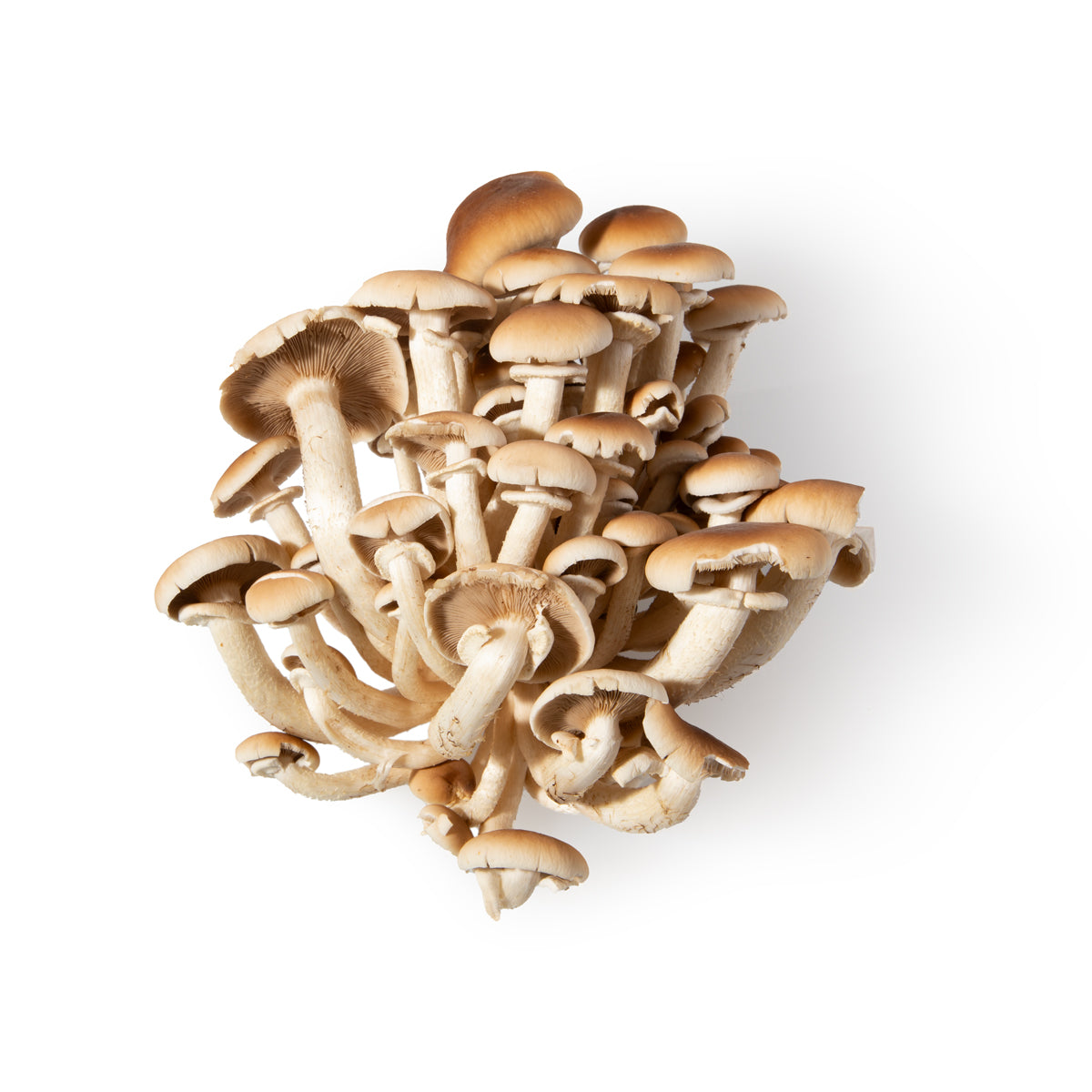 Pioppino Mushrooms