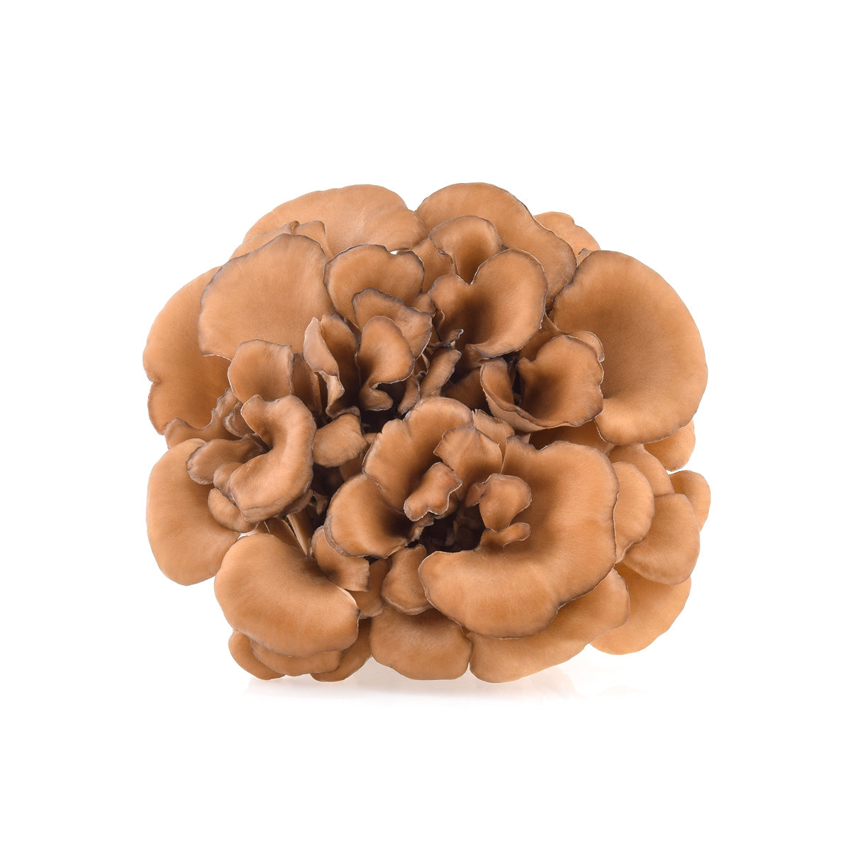 Maitake/Hen of the Woods Mushrooms