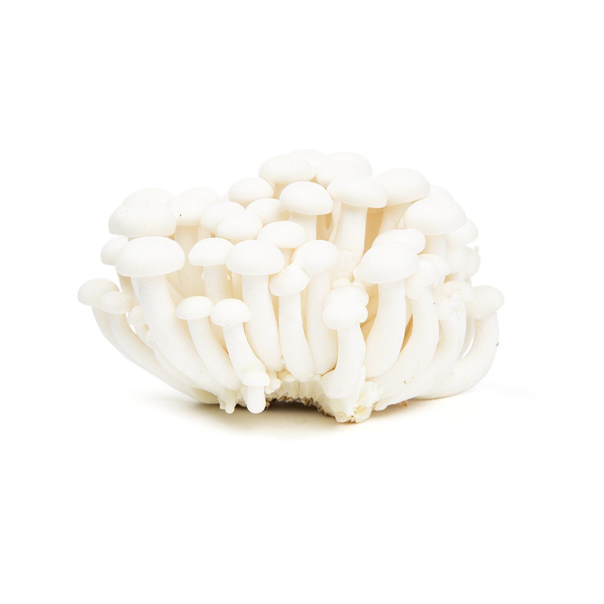 White Hon Shimeji Mushrooms