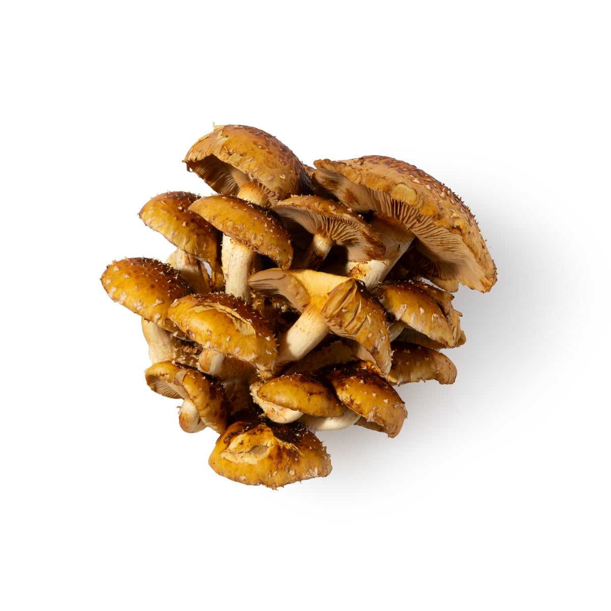 Chestnut Mushrooms
