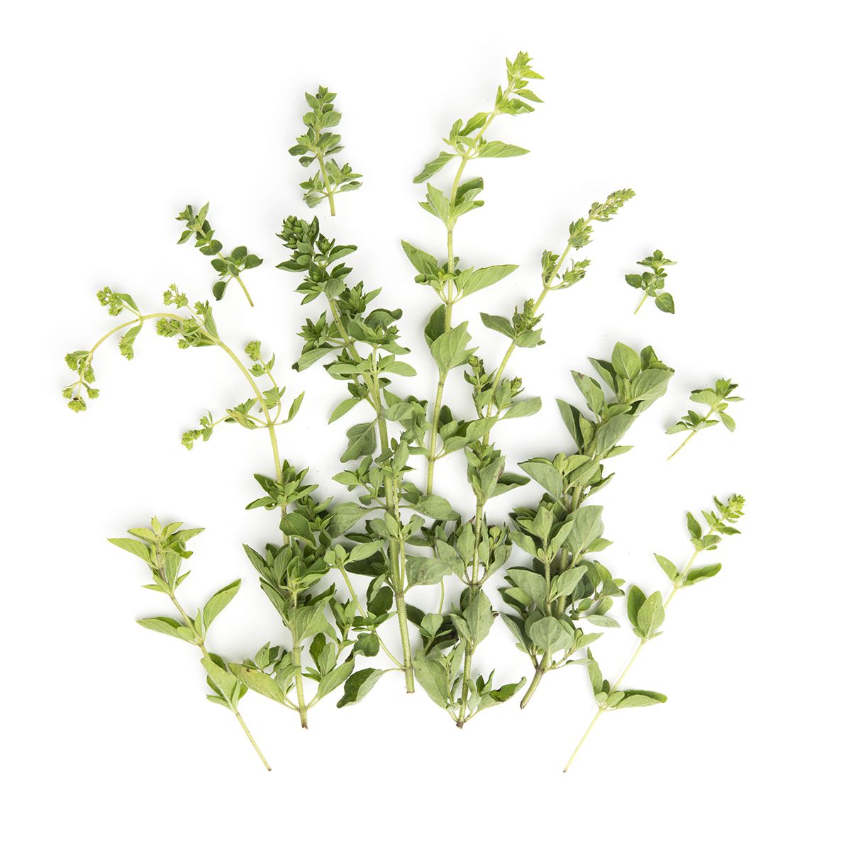 Oregano