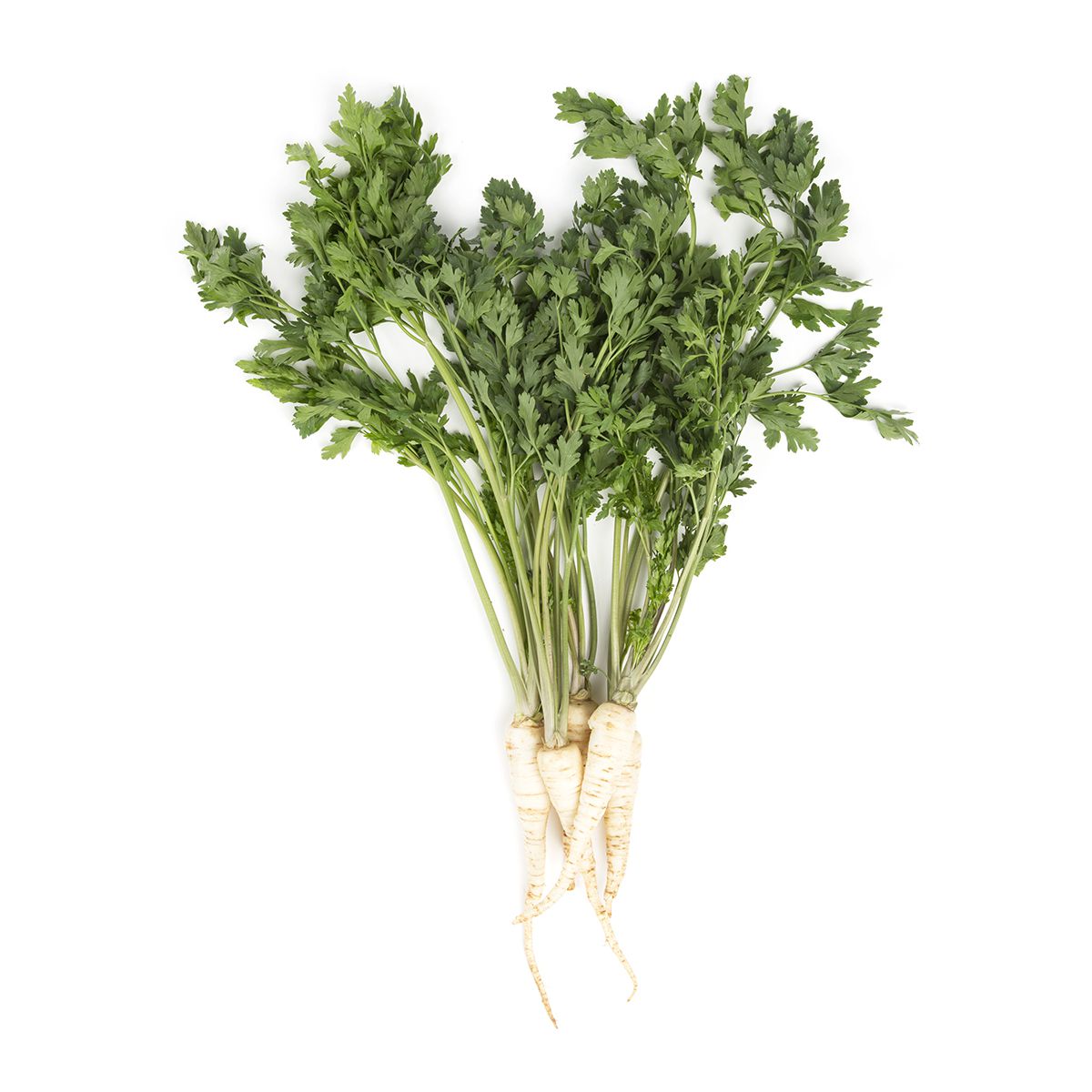 Parsley Root