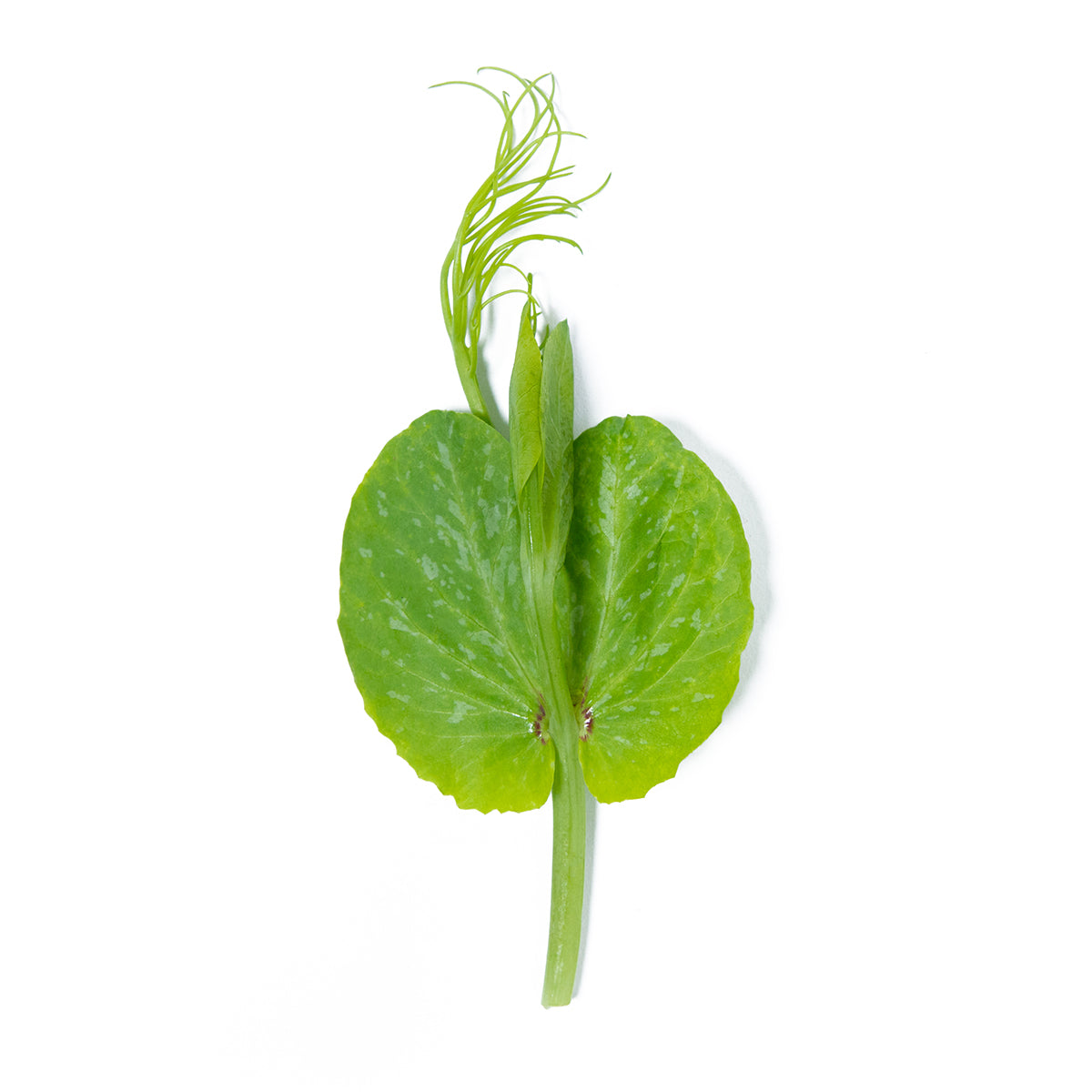 Pea Tendrils