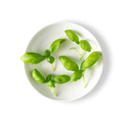 Petite Italian Basil