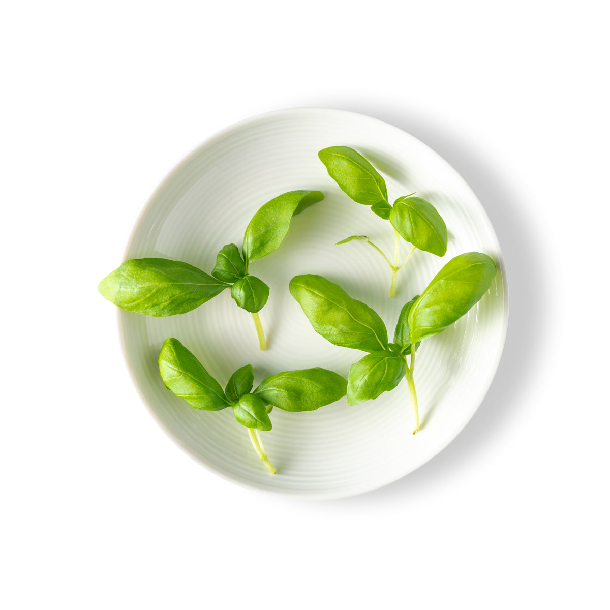 Petite Italian Basil