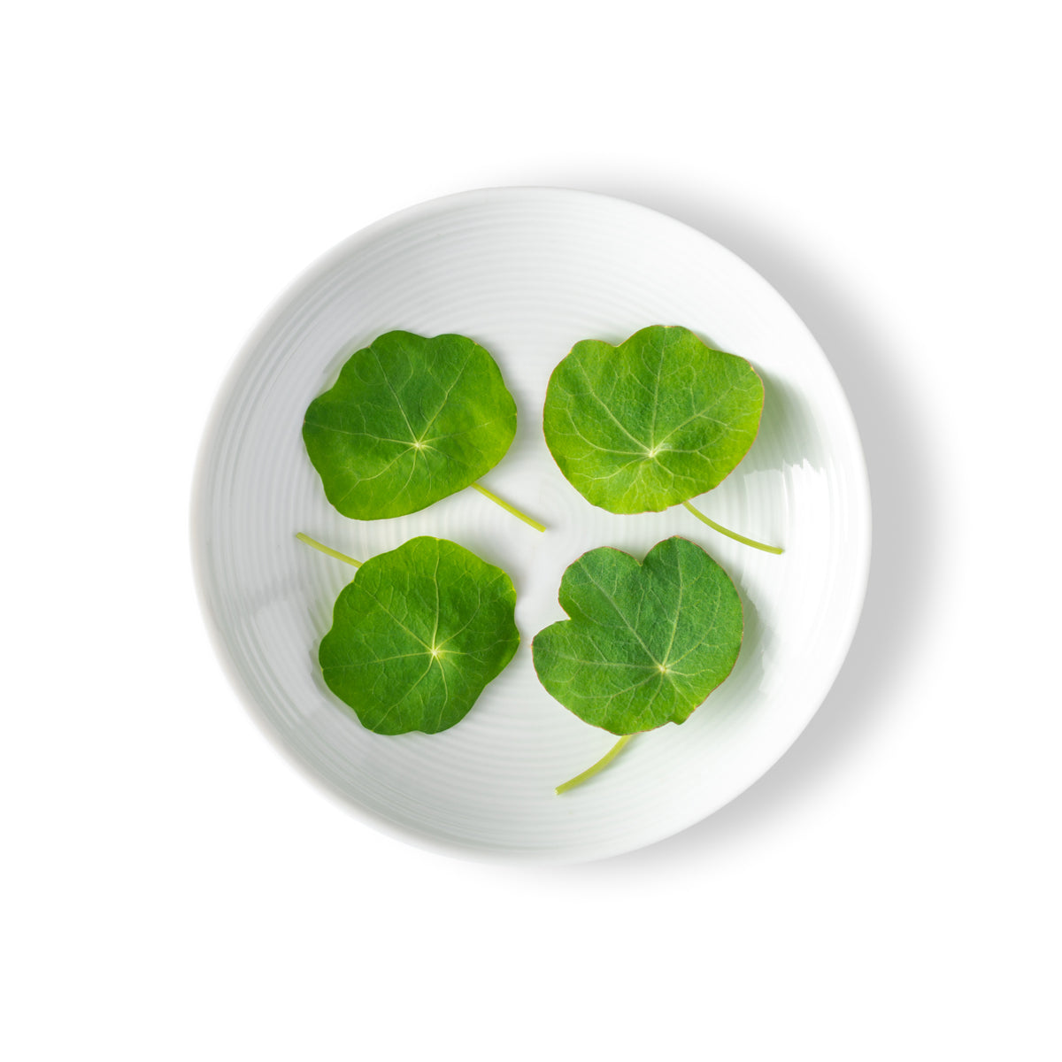 Petite Nasturtium Leaves