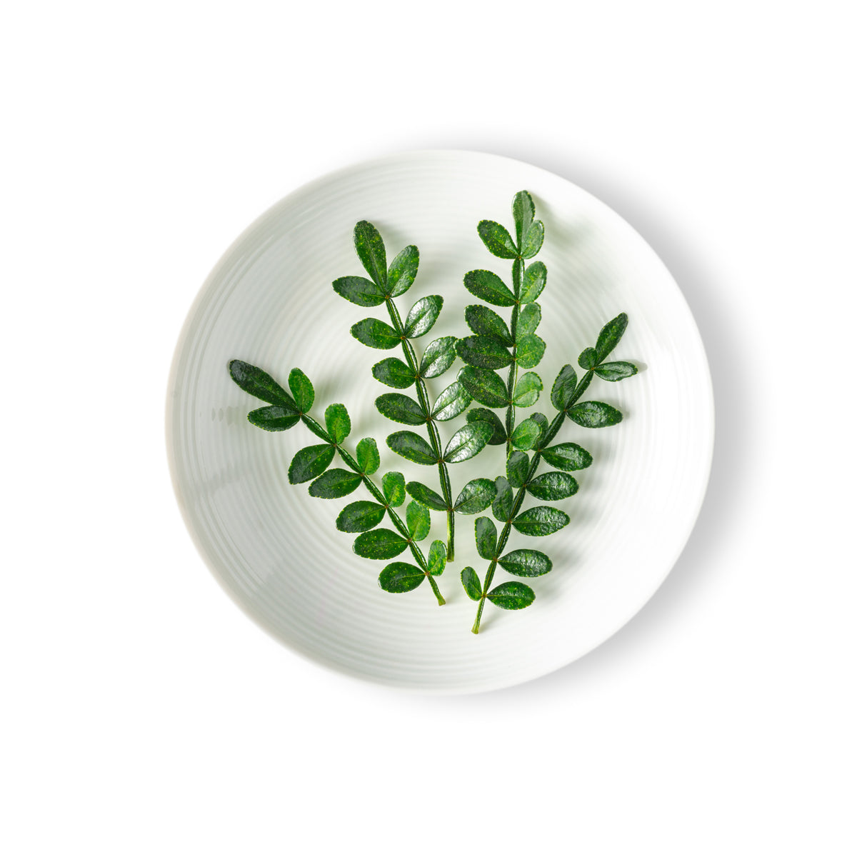 Kinome Leaf