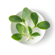 Petite Pumpkin Greens
