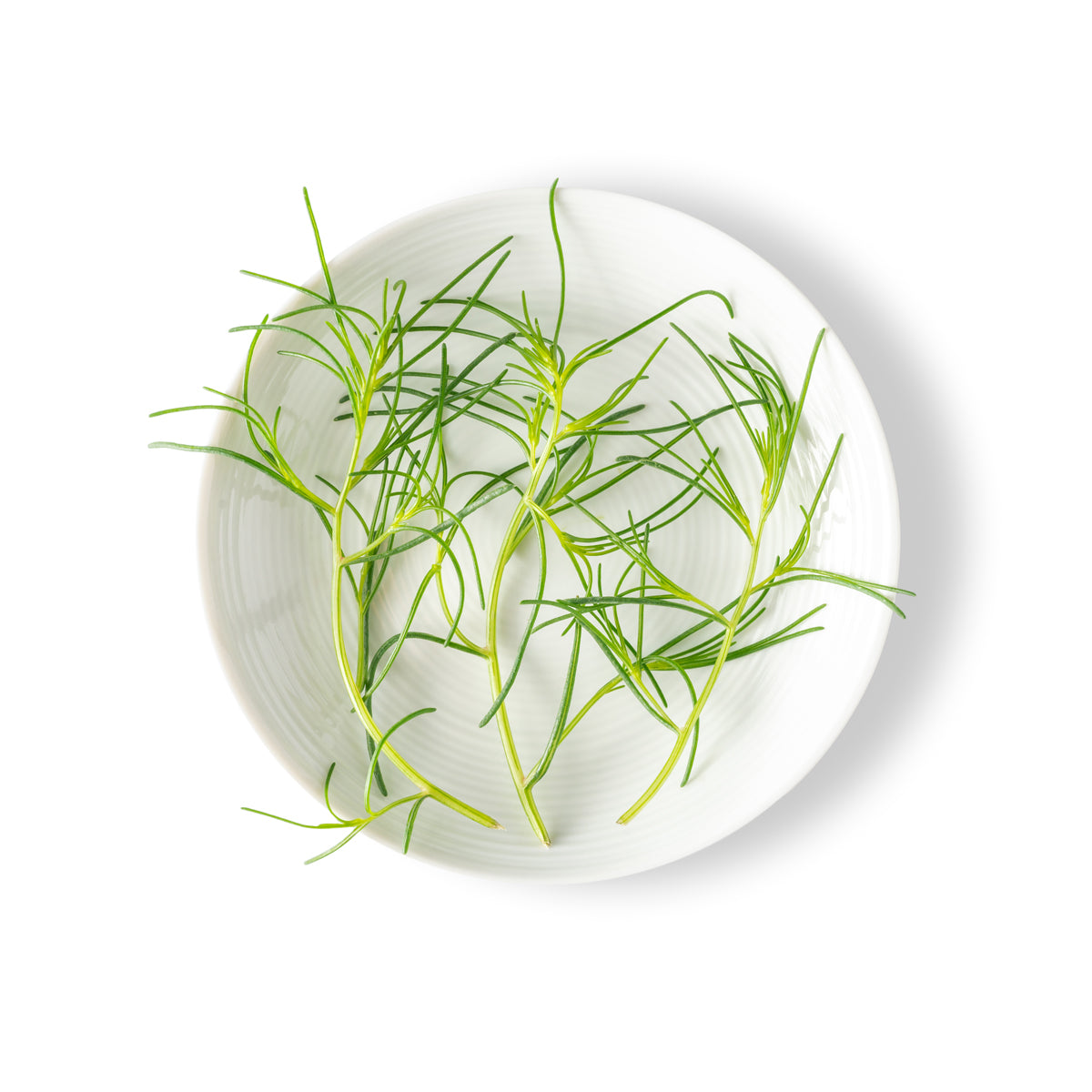 Petite Sea Grass