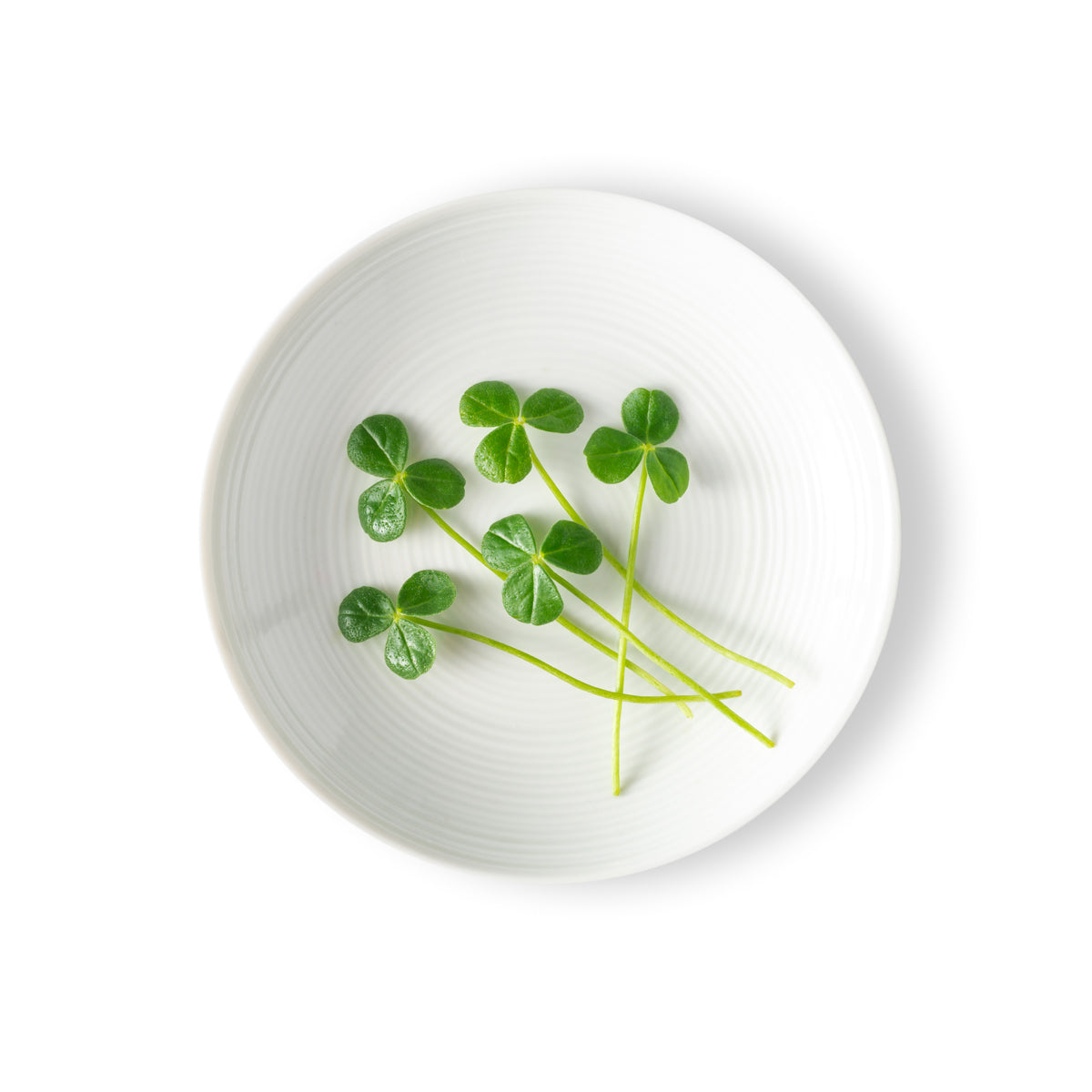 Petite Sorrel Green Apple