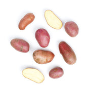 Red Creamer Potatoes